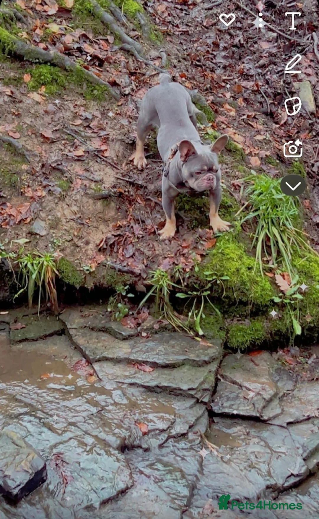 French Bulldog dogs for stud: French bulldog  - Advert 2