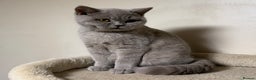 British Shorthair cats for sale: Chunky GCCF Reg BSH Kittens Ready Now - Advert 5