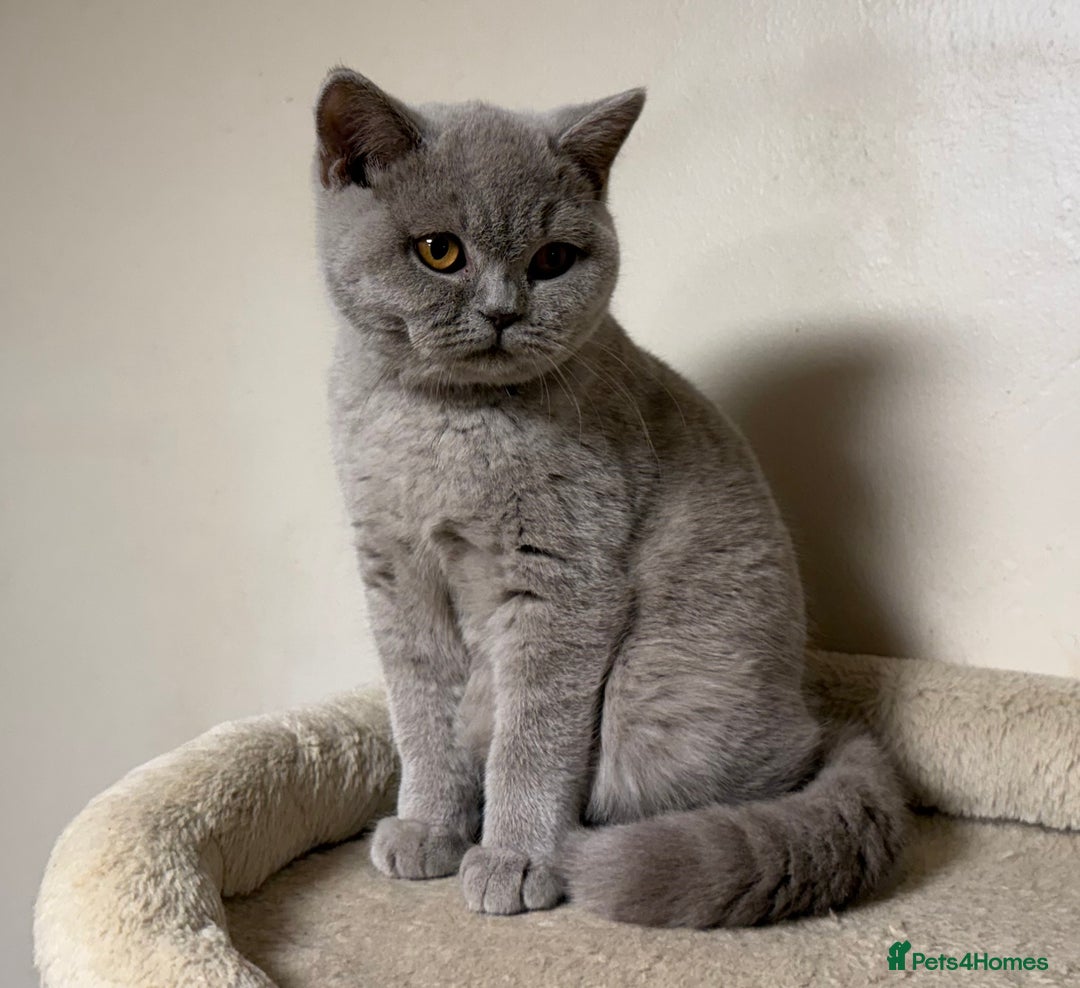 British Shorthair cats for sale: Chunky GCCF Reg BSH Kittens Ready Now - Advert 5
