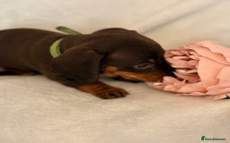 Miniature Dachshund dogs for sale: Stunning miniature dachshunds - tiny parents  - Image 25