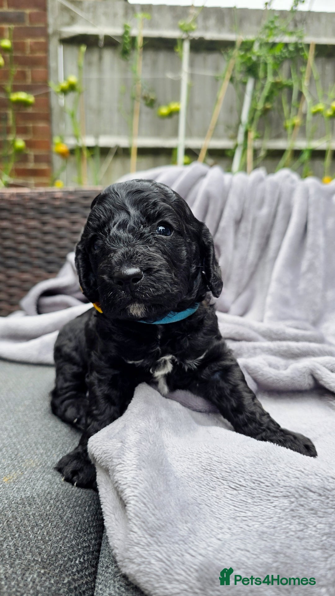 Cockapoo dogs for sale: Cockapoo Puppies Extensive Health Tested - Image 13