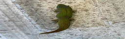 Gecko reptiles for sale: Female gold dust day gecko - Advert 3