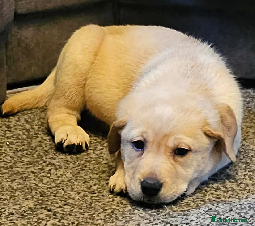 Labrador Retriever dogs for sale: 4 beautiful labrador puppies  - Advert 5