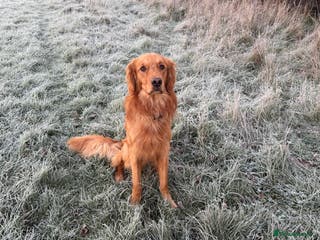 Golden Retriever dogs Dark Red Golden Retriever PROVEN - Advert 1