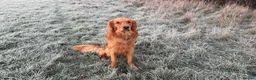 Golden Retriever dogs for stud: Dark Red Golden Retriever PROVEN  - Advert 1