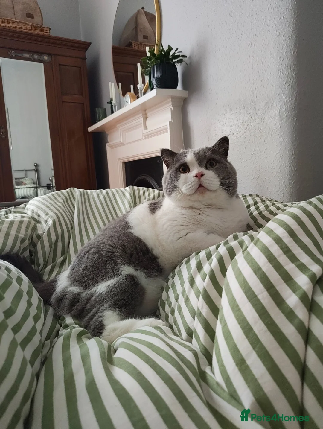 British Shorthair cats for sale: British Short Hair Boy 🧸 - Advert 2
