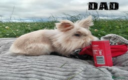 Lionhead rabbits for sale: Pure Breed Fluffy Double Mained Lionhead Boy - Image 13