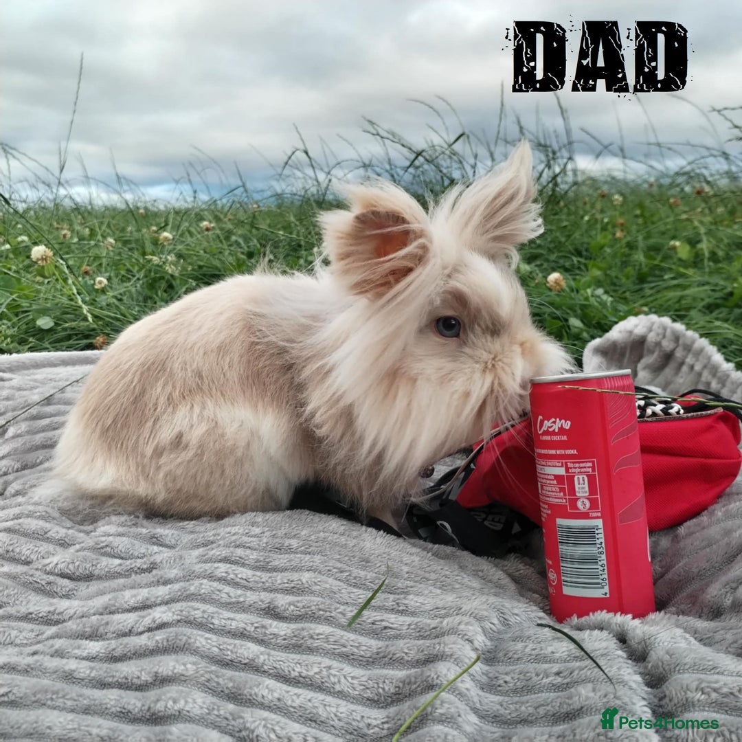 Lionhead rabbits for sale: Pure Breed Fluffy Double Mained Lionhead Boy - Image 13