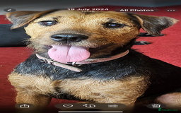 Mixed Breed dogs for sale: Lakeland x Boston terrier - Image 4
