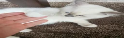 Ragdoll cats for sale: Ragdoll kittens for sale in Broxbourne - Advert 9