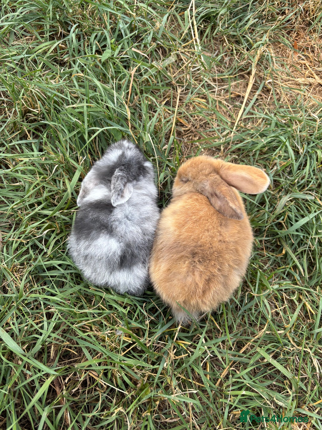 Mini Lop rabbits for sale: Mini Lop Boys(13w), Doug&Derek need a forever home - Image 4