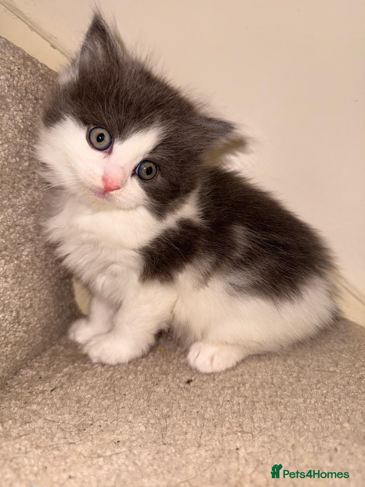 Mixed Breed cats Ragdoll cross kittens  - Advert 2