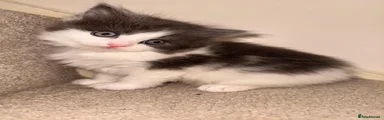 Ragdoll Kitten 2