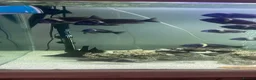 Cichlids fish for sale: 5ft fish tank - Advert 2