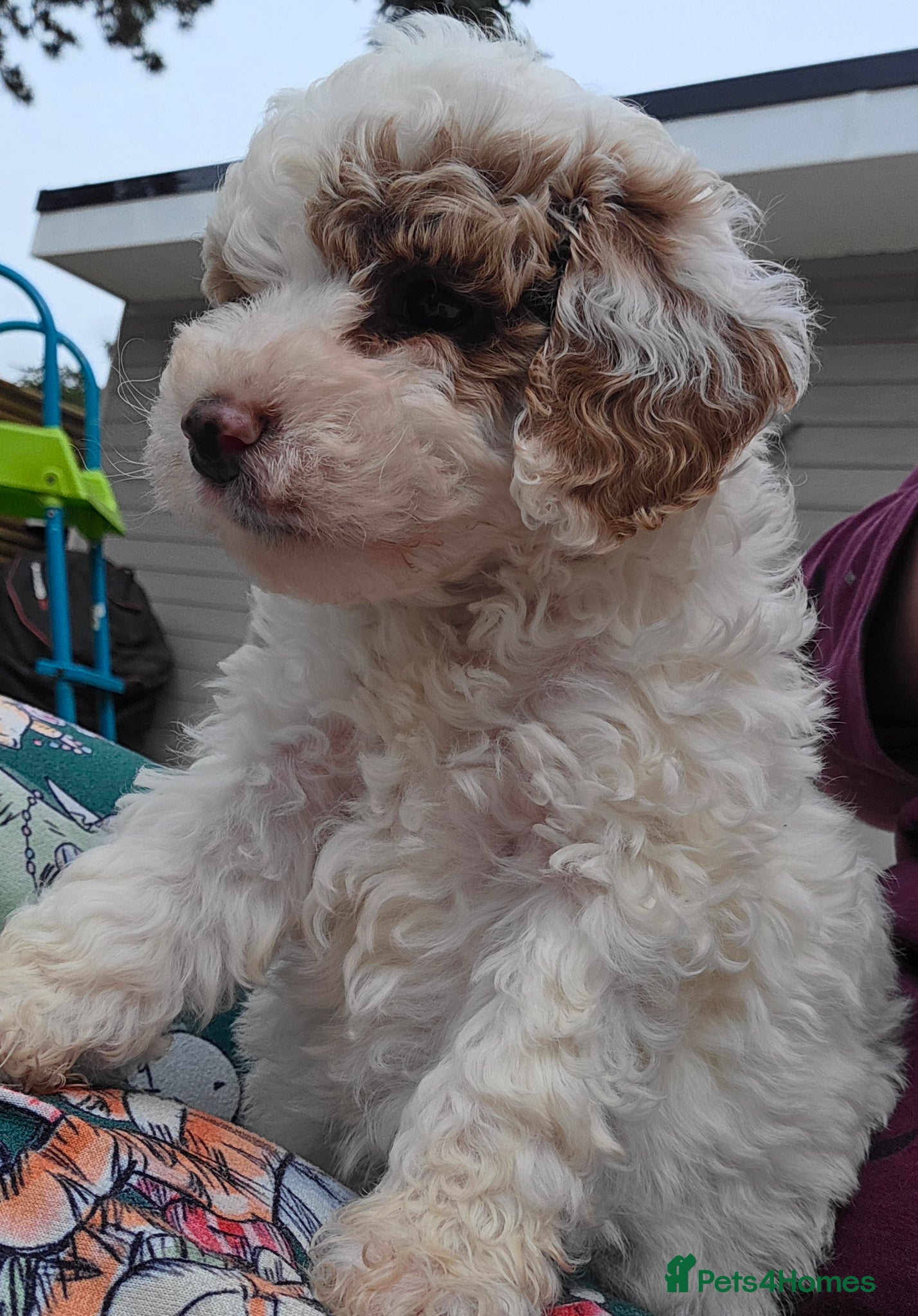 Cockapoo dogs Only 2 Outstanding cockapoo puppies - Advert 1