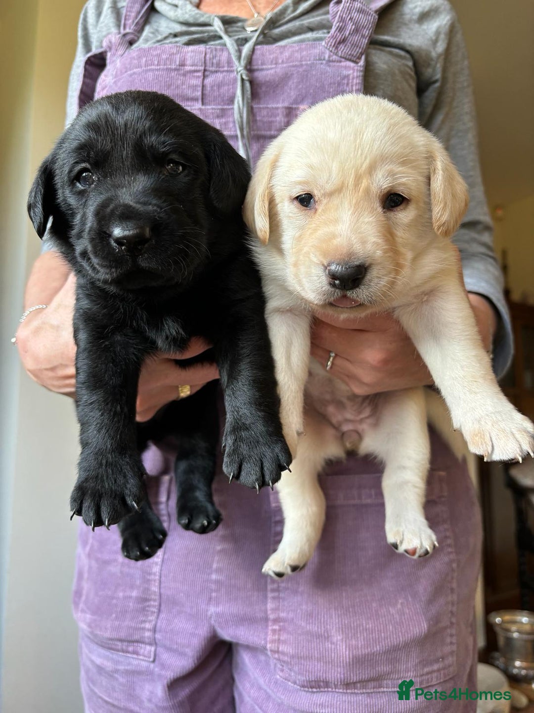 Labrador Retriever dogs for sale: Fabulous KC registered labradors - Image 6