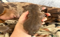 Dachshund dogs for sale: BEAUTIFUL Miniature Dachshund's  - Image 7
