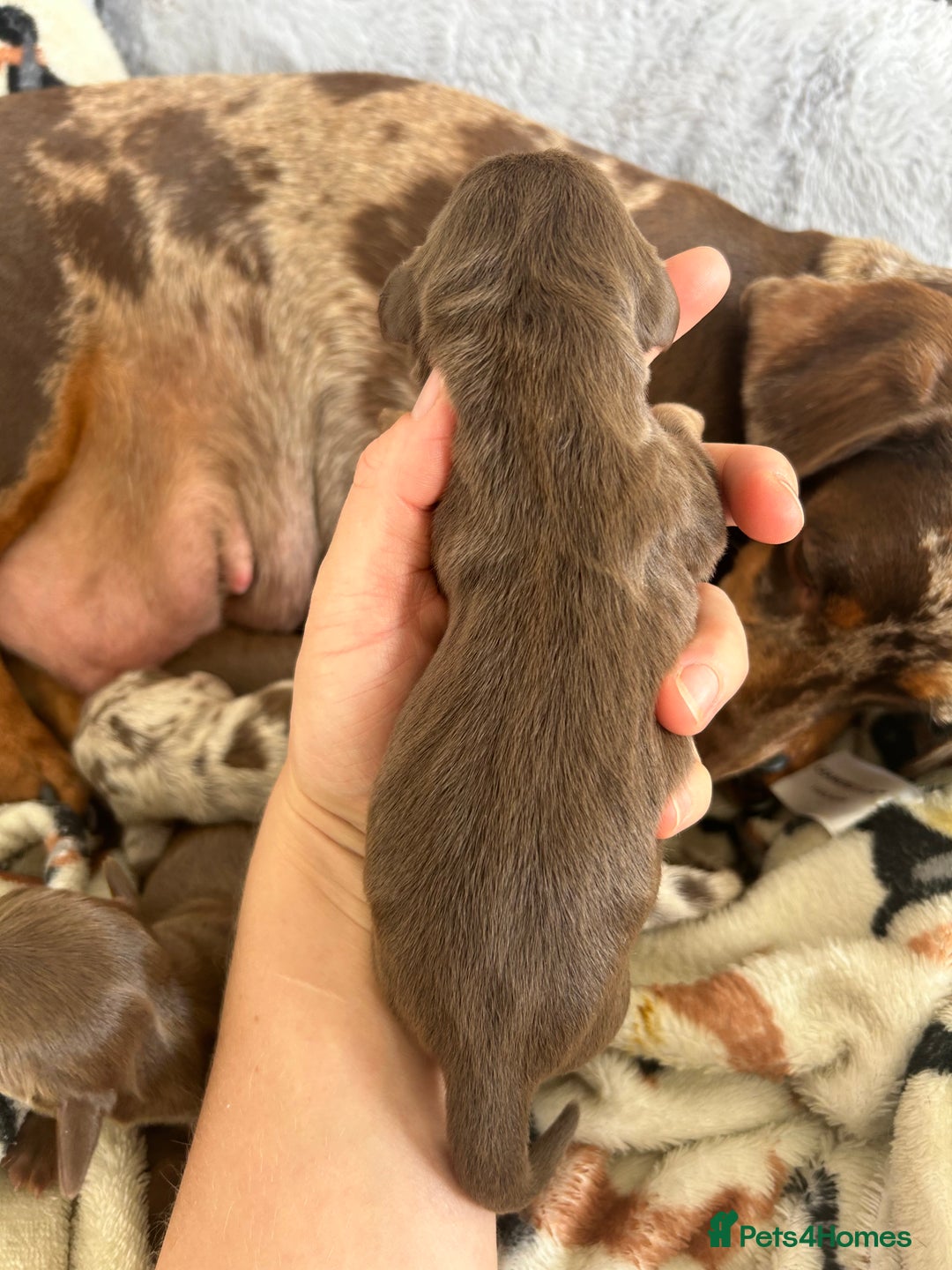 Dachshund dogs for sale: BEAUTIFUL Miniature Dachshund's  - Image 7
