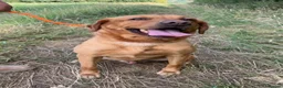 Labrador Retriever dogs for sale: Adult - KC Reg Fox Red Labrador Retriever Dog - Advert 7