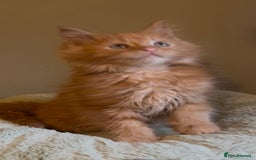 Maine Coon cats for sale: Pedigree Maine coon kittens READY NOW - Image 3