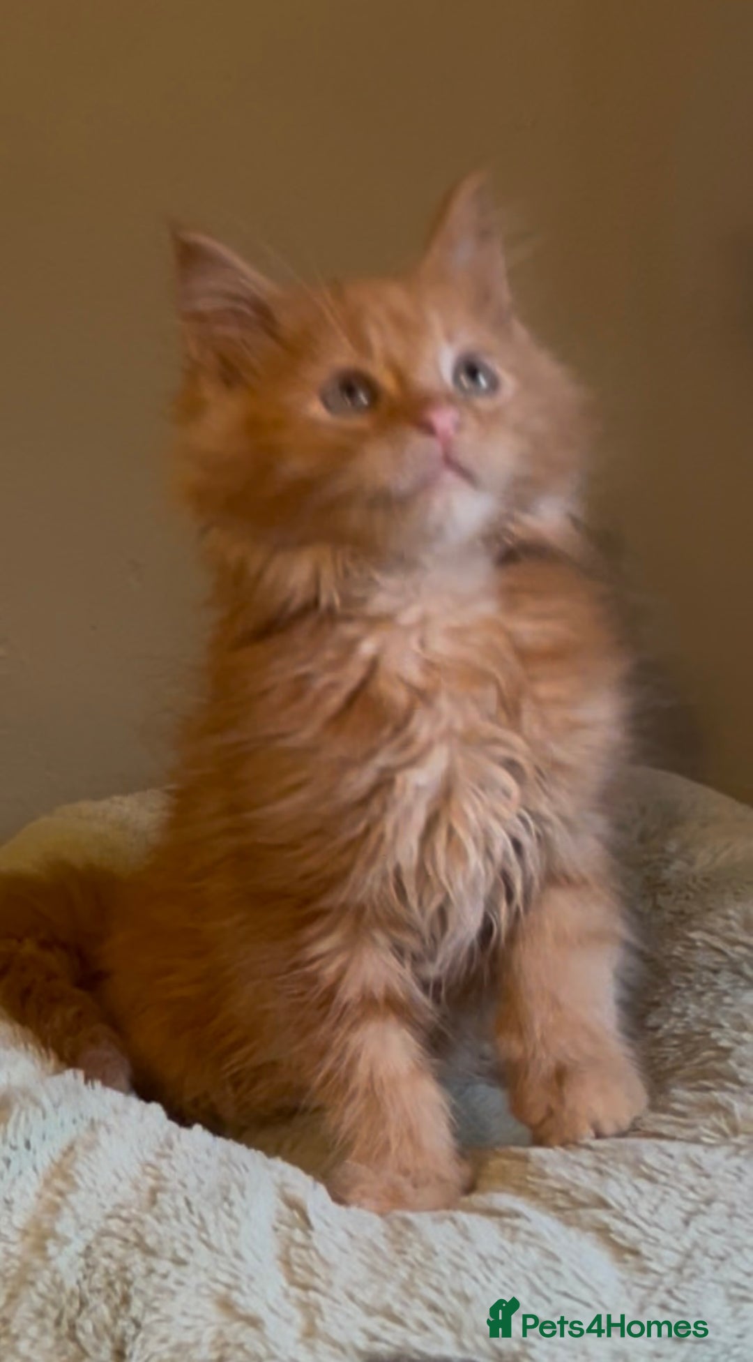 Maine Coon cats for sale: Pedigree Maine coon kittens READY NOW - Image 3