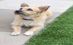 Mixed Breed dogs for adoption: Livvy - Image 21