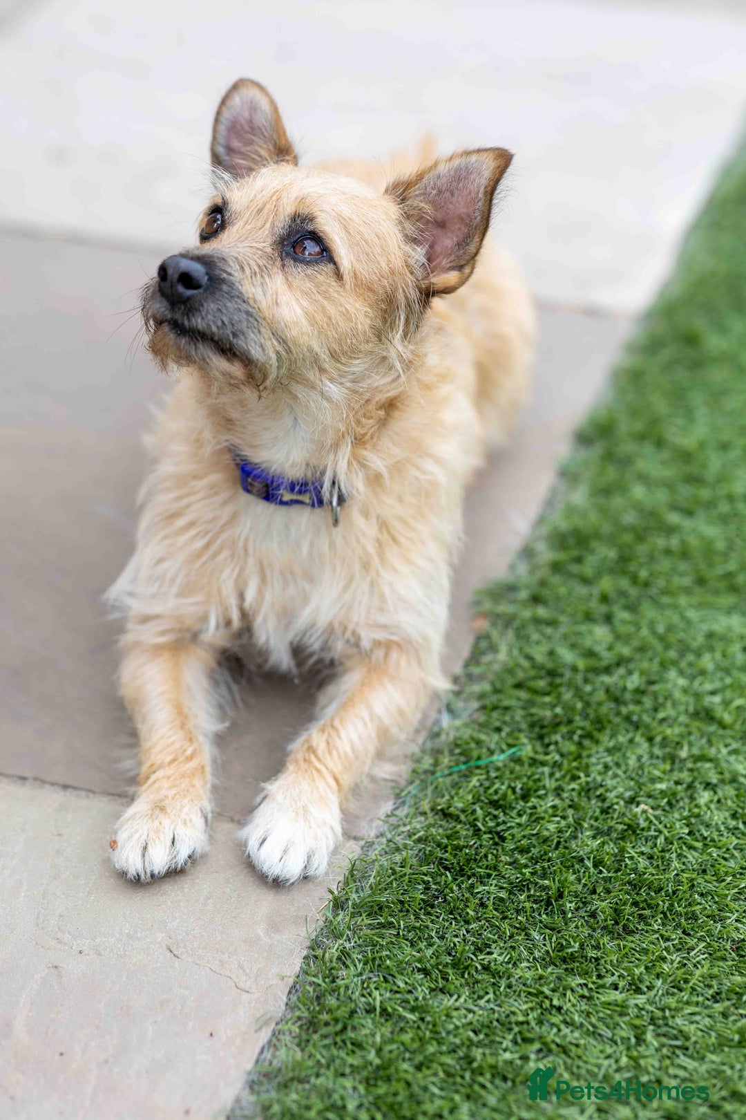 Mixed Breed dogs for adoption: Livvy - Image 21