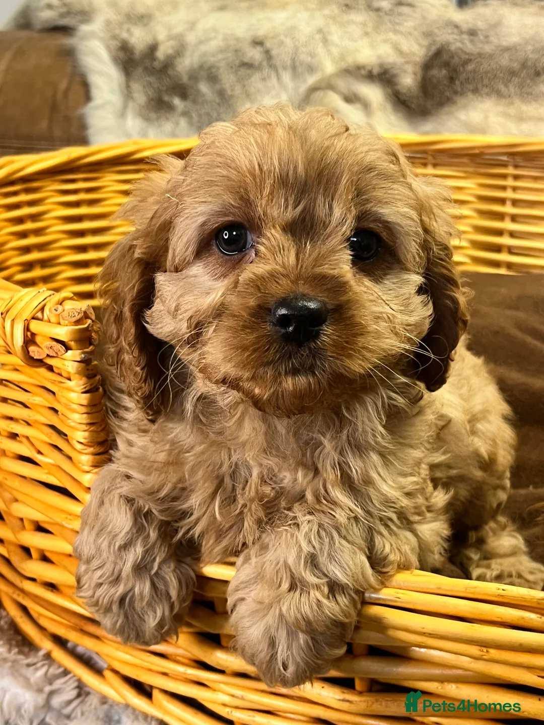 Cavapoo dogs for sale: stunningly stunning cavapoo health tested litter - Advert 16