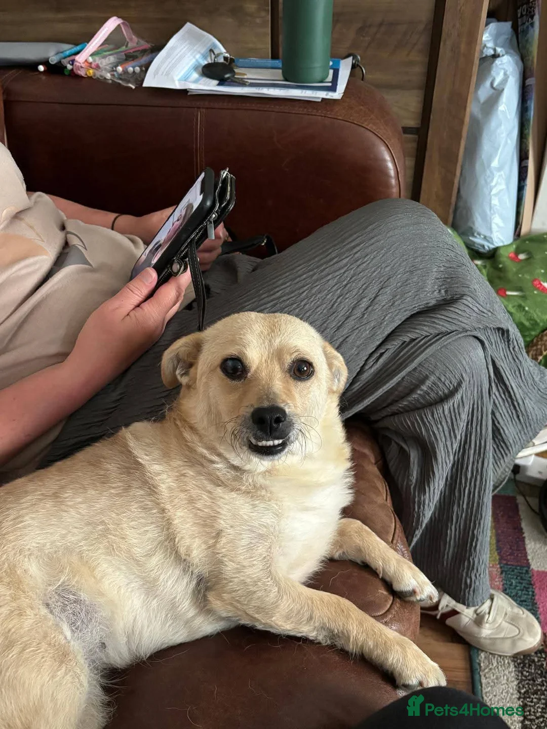 Mixed Breed dogs for adoption: Meet Heidi, currently residing in Warwickshire in Leamington Spa - Advert 1