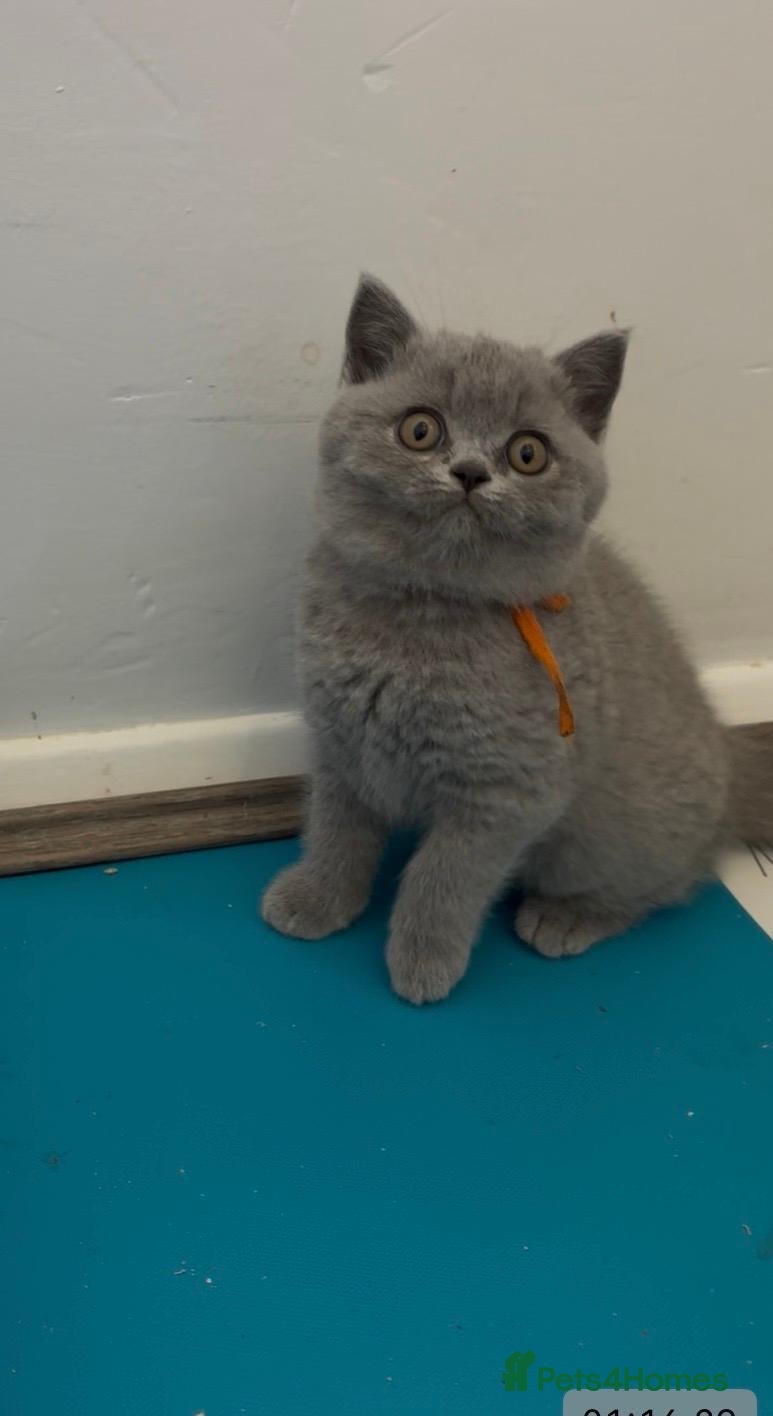 British Shorthair cats ✨ CIAOKITTY — BLUE BRITISH SHORTHAIR KITTENS ✨ - Advert 1