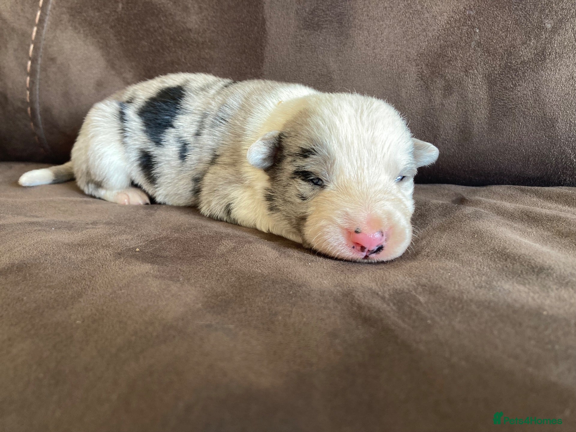 Border Collie dogs for sale: Border Collie puppies  - Advert 1