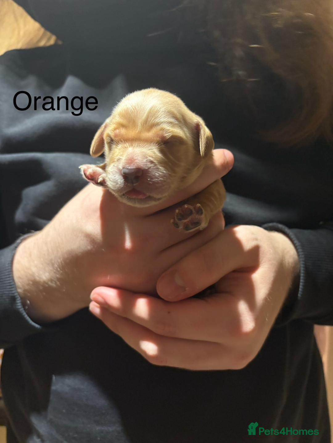 Golden Retriever dogs for sale: Golden Retriever Puppies for Sale - Image 10