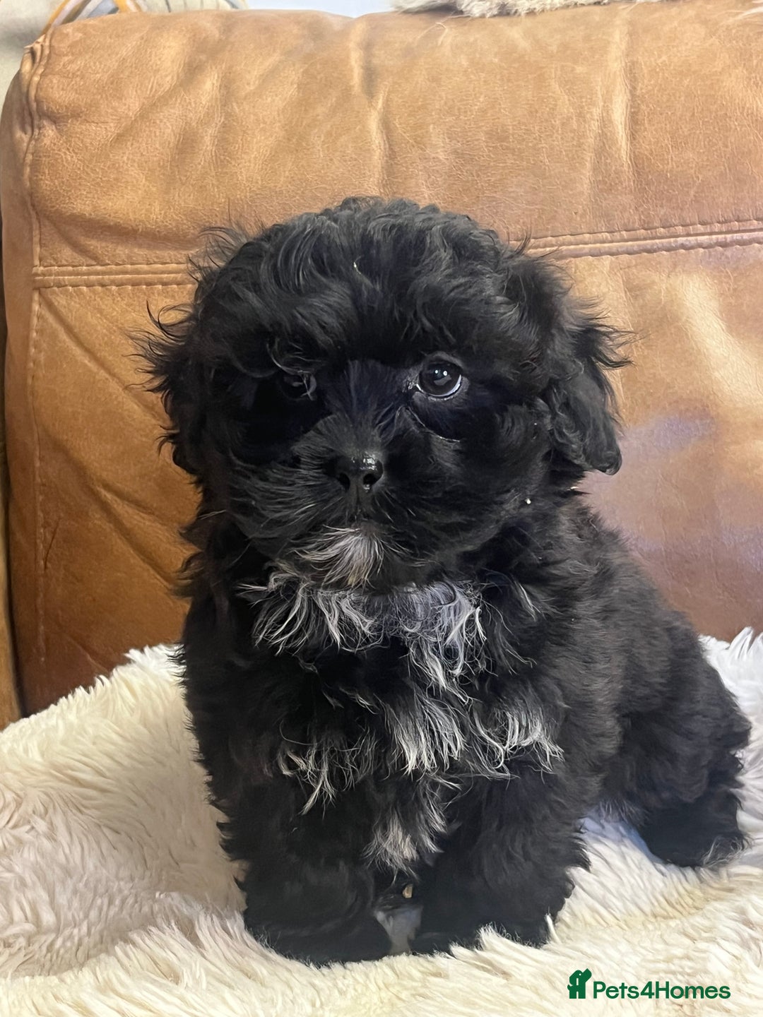 Shihpoo dogs for sale: stunningly gorgeous shihpoos - Advert 7
