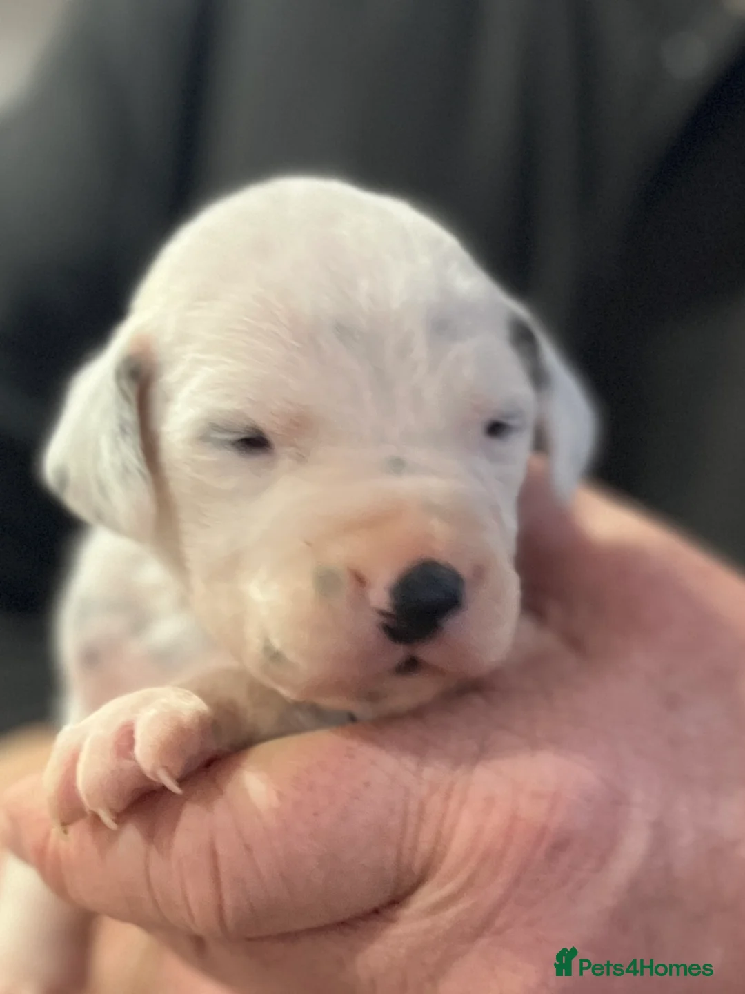 Dalmatian dogs for sale: Last boys looking for homes full hearing - Advert 10