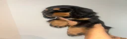 Cocker Spaniel dogs for sale: Beautiful english cocker spaniels leave 24th July  - Advert 20