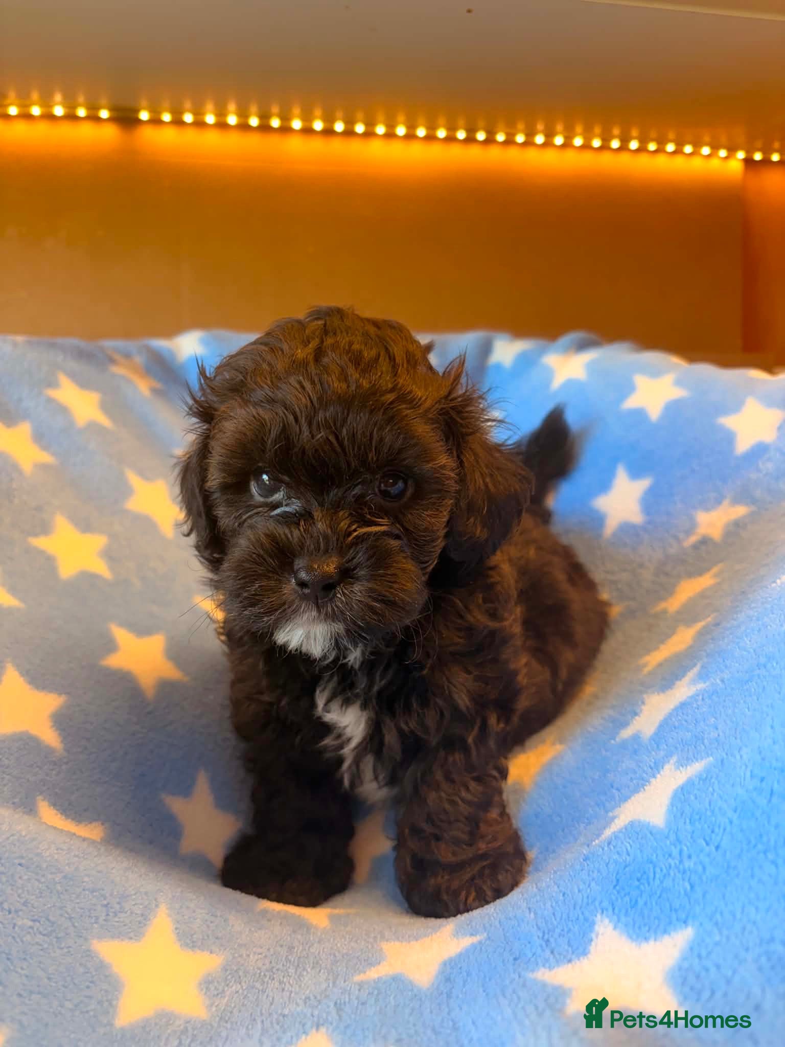 Shih Tzu dogs Adorable Shih Tzu Puppies – 3 Males & 3 Females - Advert 1