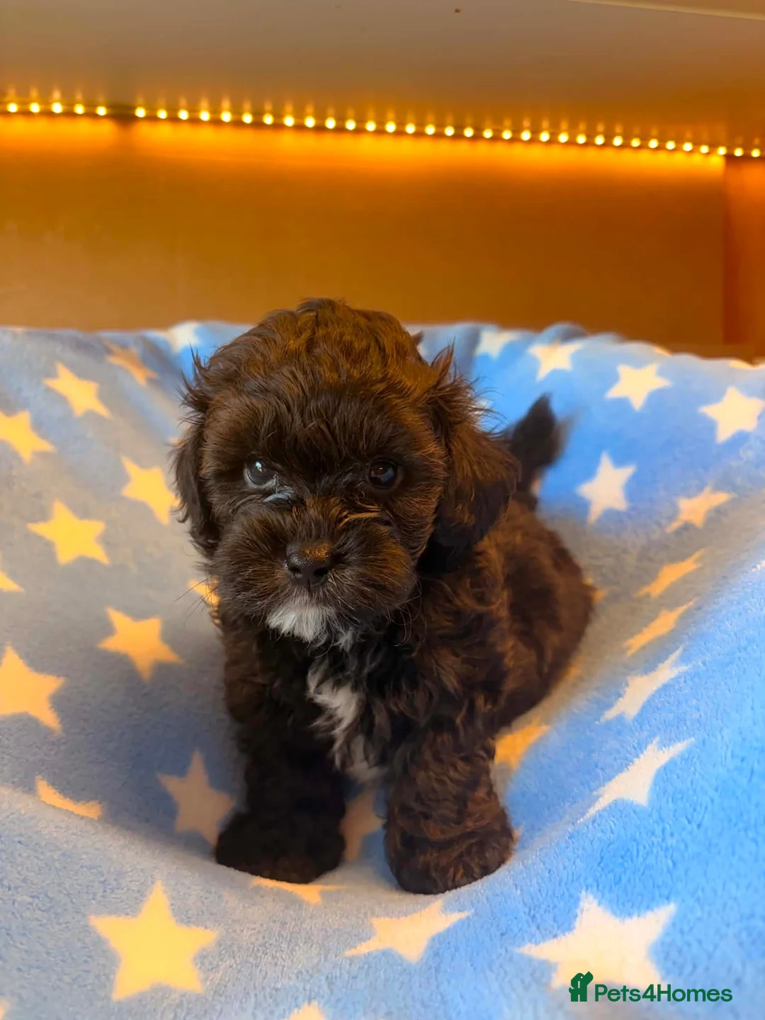Shih Tzu dogs for sale: Adorable Shih Tzu Puppies – 3 Males & 3 Females in Clacton-on-Sea - Advert 1
