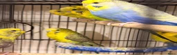 Budgerigars birds for sale: Budgies BW and Split BW - Advert 5