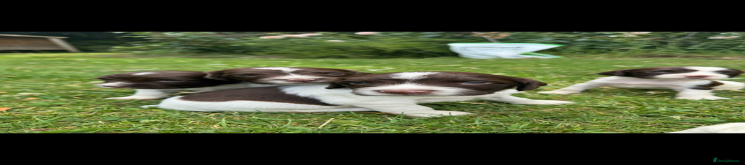 English Springer Spaniel Puppy 1