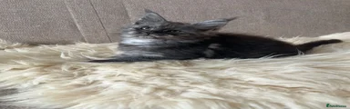 Maine Coon 4