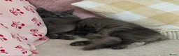 Ragdoll cats for sale: Winnie & Gus - Advert 11