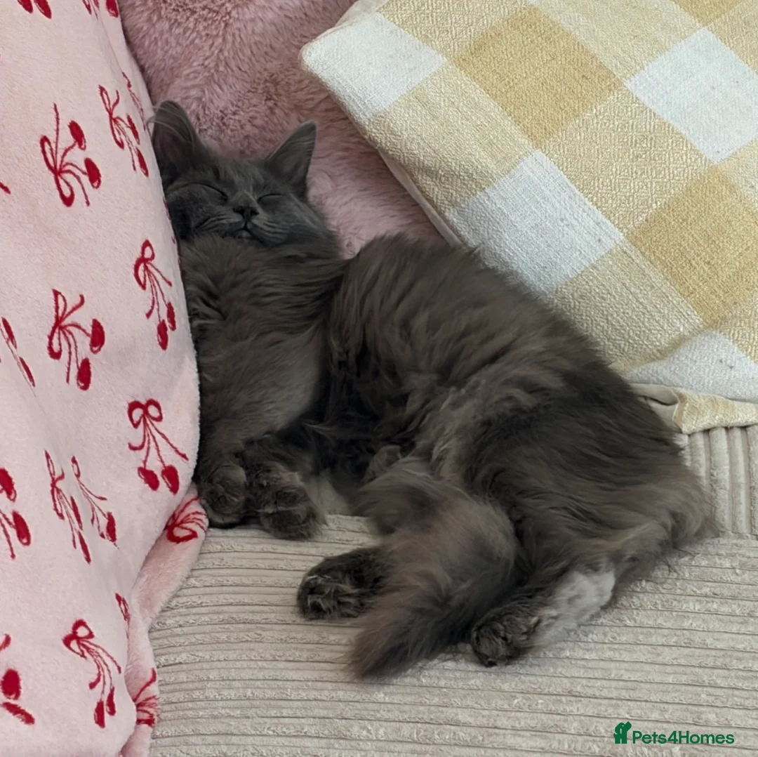 Ragdoll cats for sale: Winnie & Gus - Advert 11