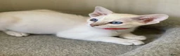 Siamese cats for sale: GCCF Registered Siamese Kittens  - Advert 19