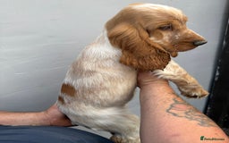 Cocker Spaniel dogs for sale: Fabulous Cocker Spaniel Pupies - Image 9