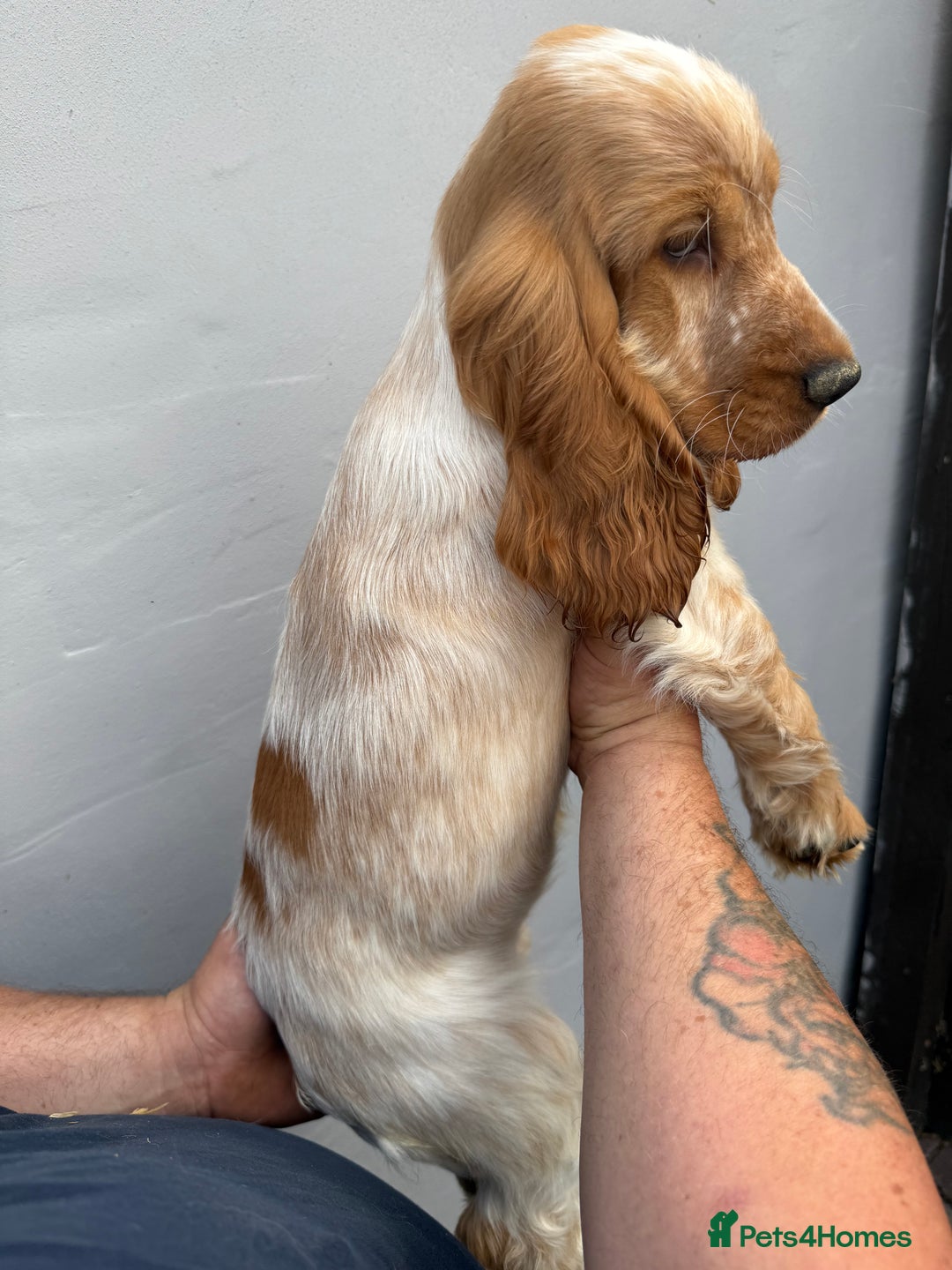Cocker Spaniel dogs for sale: Fabulous Cocker Spaniel Pupies - Image 9
