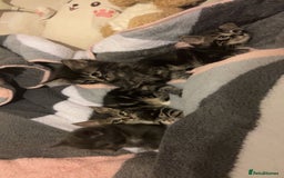 Mixed Breed cats for sale: Four kittens for sale  - Advert 4