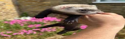 Ferret rodents for sale: Ferret kits  - Advert 9