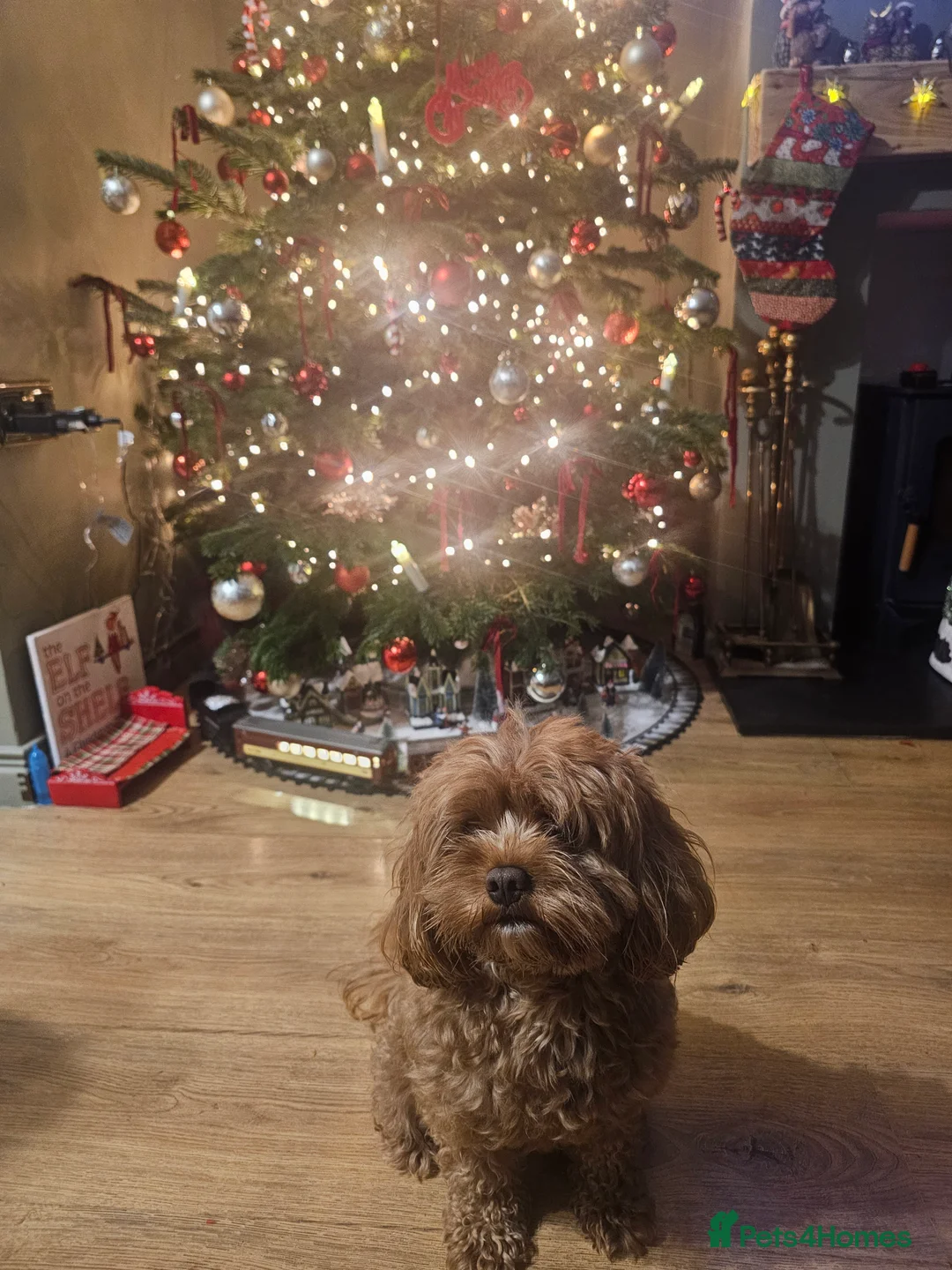 Cavapoo dogs for stud: Arlo for stud - Advert 2