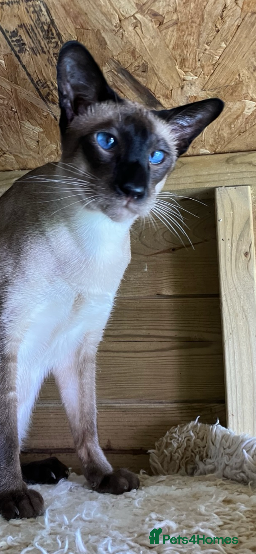 Siamese cats for sale: Two beautiful seal point brothers ❤️ - Advert 10