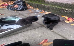 British Shorthair cats for sale: Cat and her kittens - Image 8